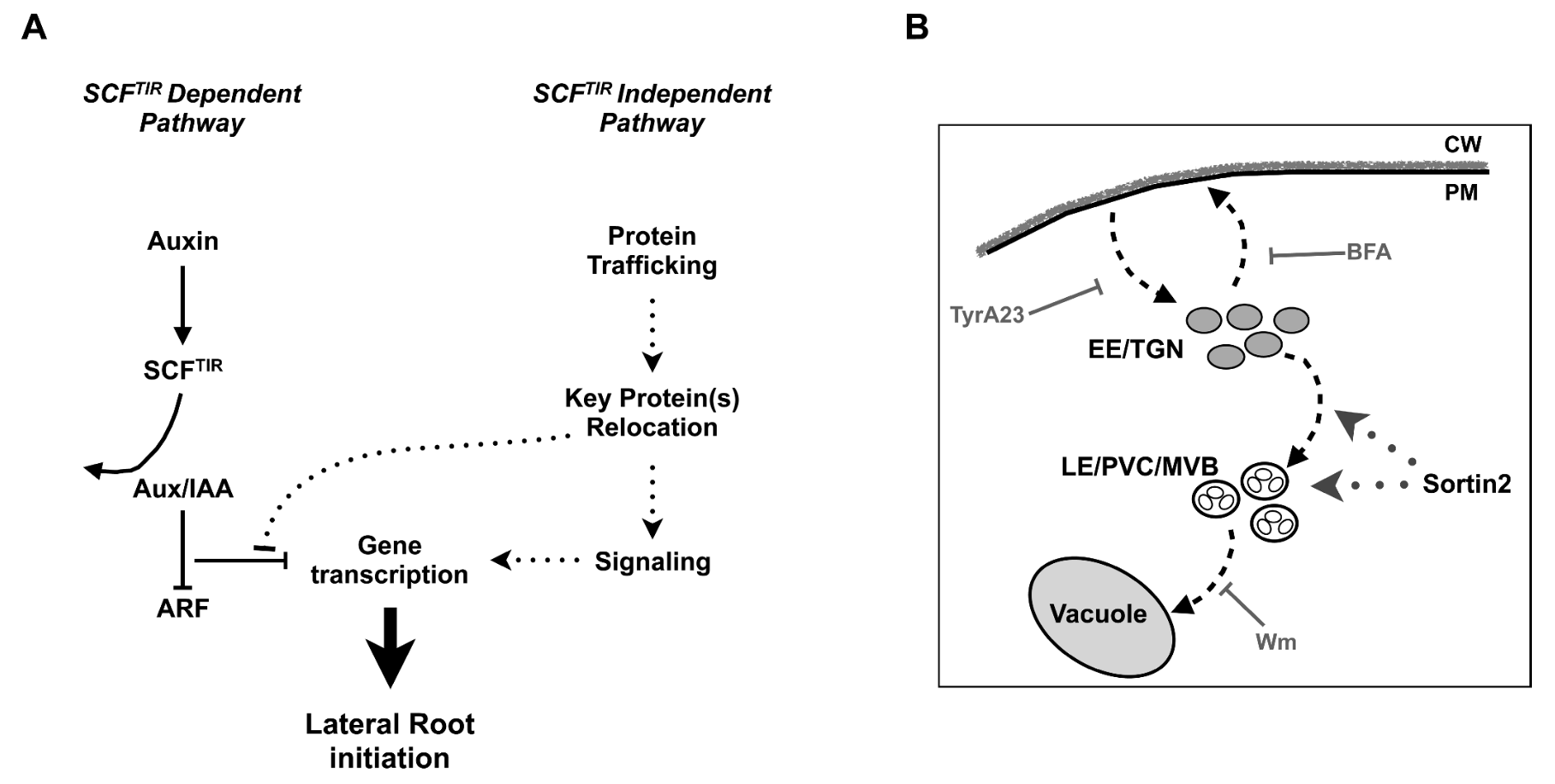 Endocytic Trafficking towards the Vacuole Plays a Key Role in the Auxin Receptor SCF^TIR1/AFB-Independent Mechanism of Lateral Root Formation in A. thaliana