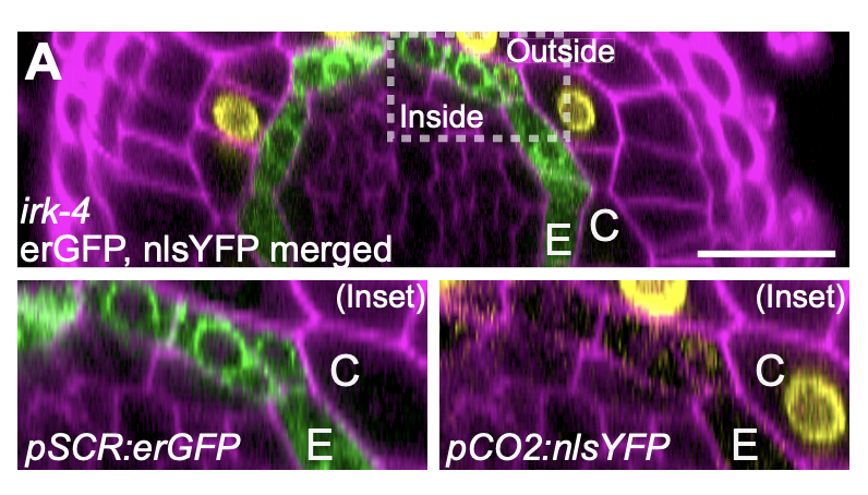 Outward askew endodermal cell divisions reveal INFLORESCENCE AND ROOT APICES RECEPTOR KINASE functions in division orientation