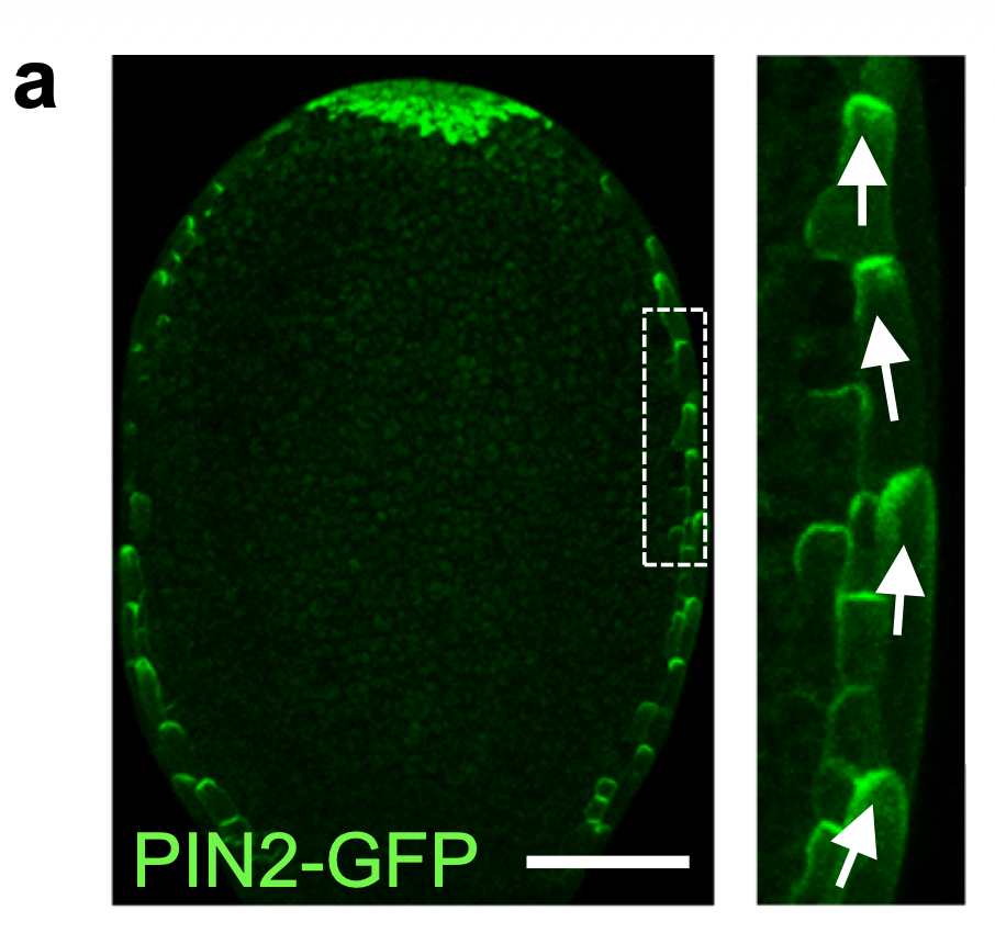 PIN2-mediated self-organizing transient auxin flow contributes to auxin maxima at the tip of Arabidopsis cotyledons