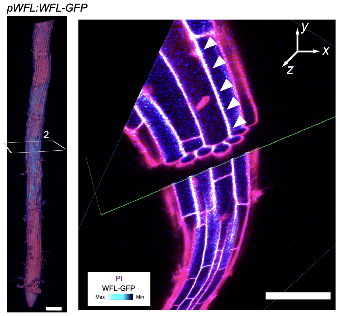 WALLFLOWER, a polarized receptor-like kinase, alters cell wall properties impacting cell division and elongation in Arabidopsis