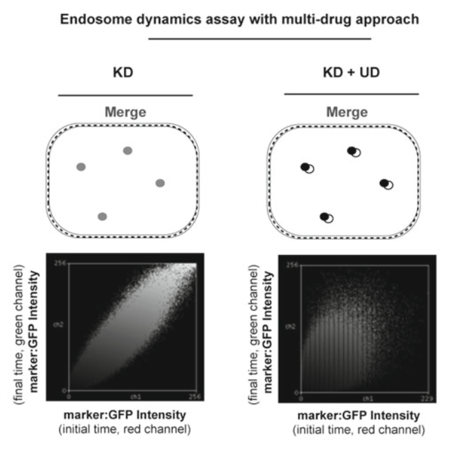 The Use of Multidrug Approach to Uncover New Players of the Endomembrane System Trafficking Machinery