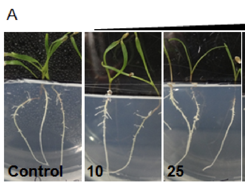 Bioactive Molecules: Translating Chemical and Biological Information from Yeast through Arabidopsis to Crops