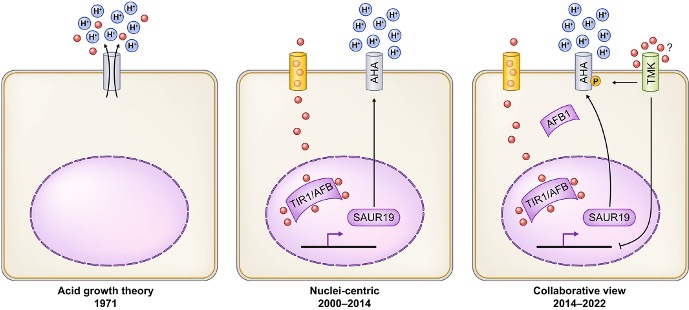 Extranuclear auxin signaling: a new insight into auxin's versatility