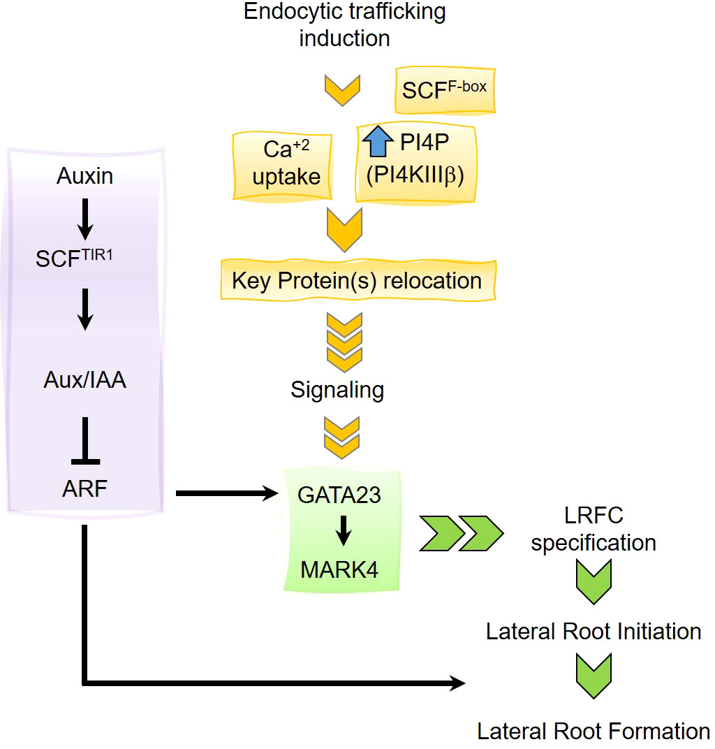 Endocytic trafficking induces lateral root founder cell specification in Arabidopsis thaliana in a process distinct from the auxin-induced pathway