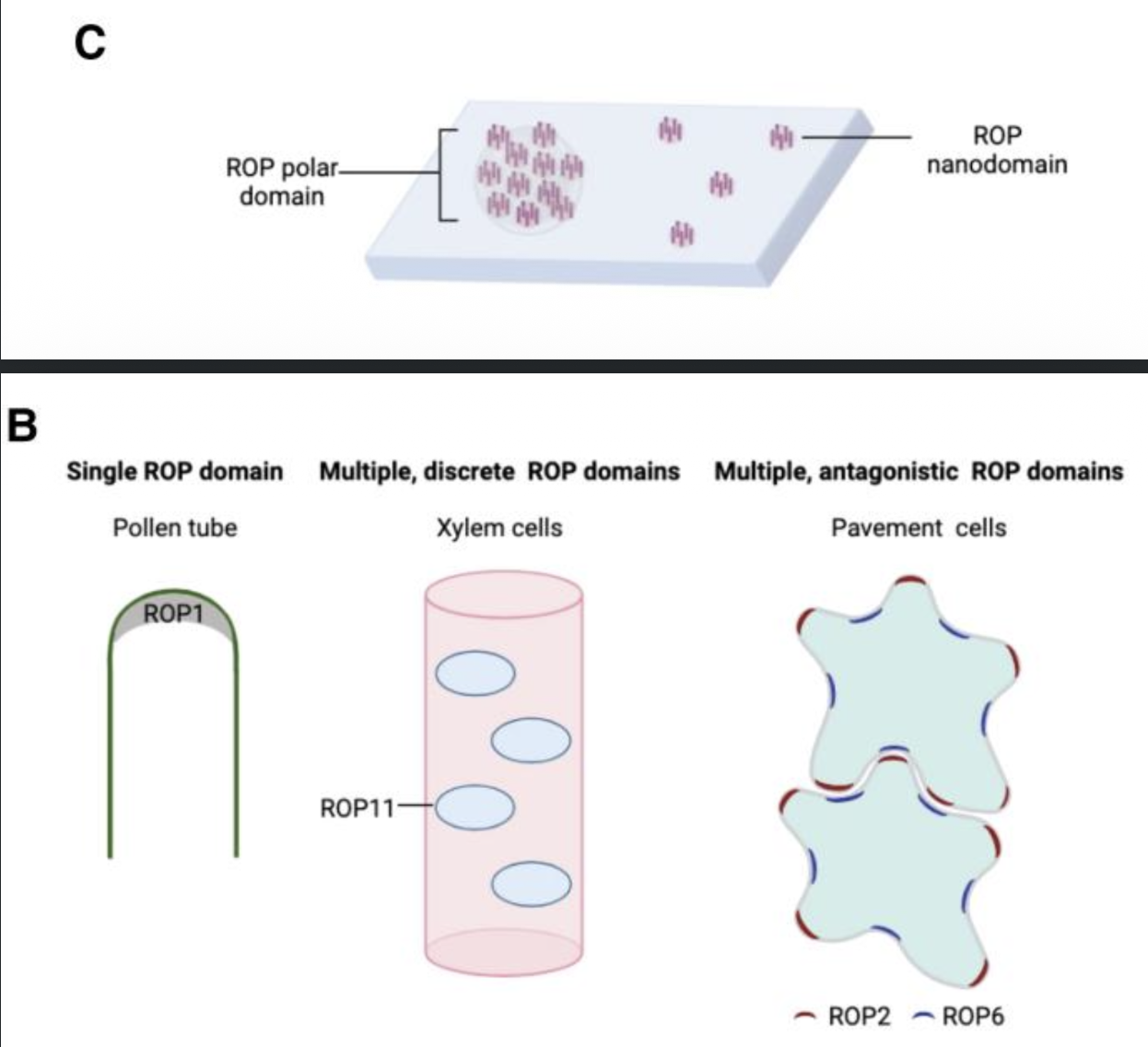Membrane nanodomains: Dynamic nanobuilding blocks of polarized cell growth